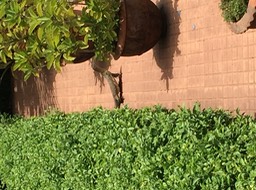 IMG_0966
