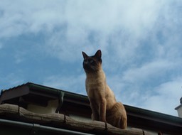 Mao_008