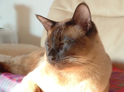 Mao_018