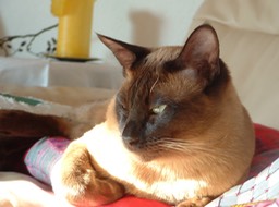 Mao_019