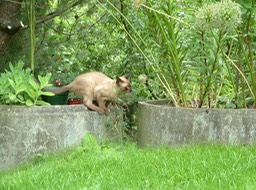 Mao_056