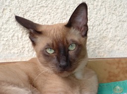 Mao_065