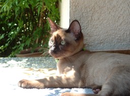 Mao_076
