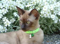Mao_093